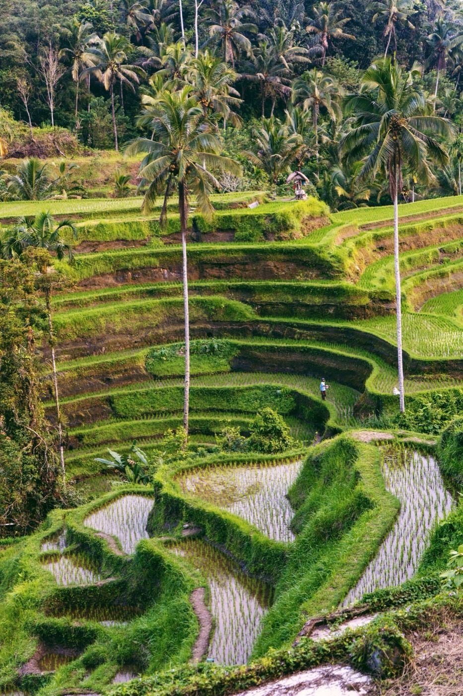 Palm trees above terraced rice fields stepping down a valley in Bali.