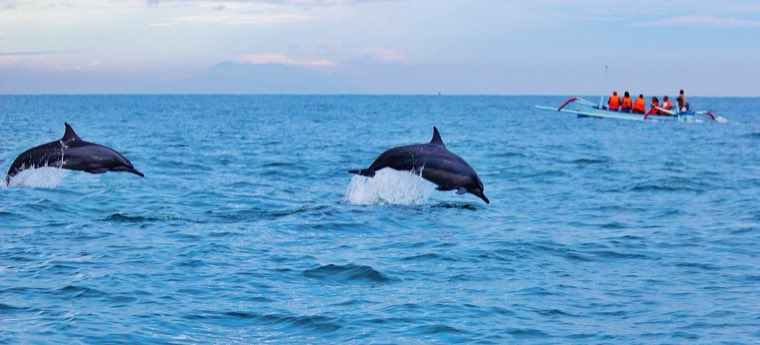 A spinner dolphin leaping clear of calm water off Lovina in north Bali.